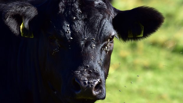 Meist werden entzündete Augen bei Kühen und Rindern nicht durch allergische Reaktionen verursacht. Zumeist steckt die hochansteckende Weidekeratitis dahinter, die auch von Fliegen übertragen wird. (Bild Pixabay) 