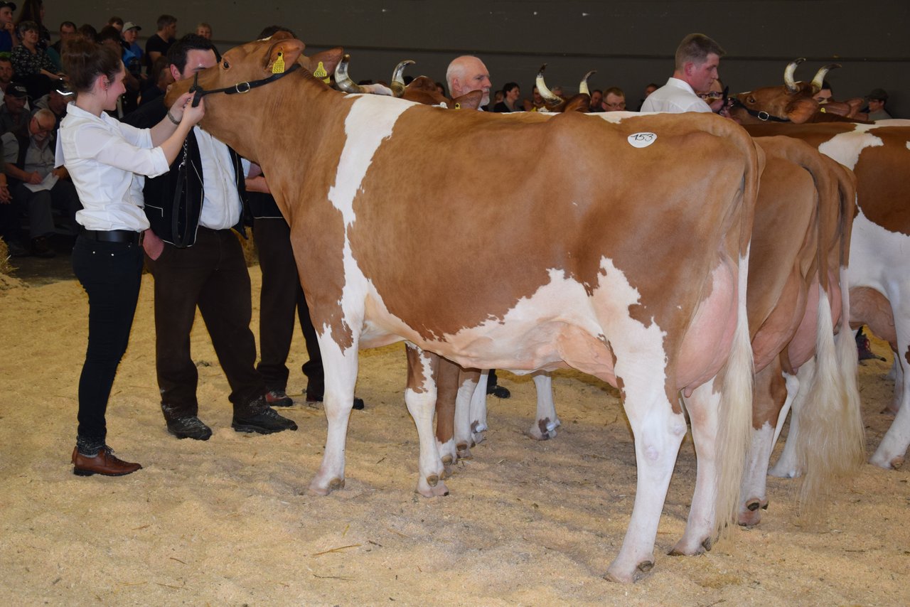 Reserve-Senior Grand Champion wurde die rassige Bantiger Incas Isabelle von Daniel und Marianne Zürcher, Stettlen BE.