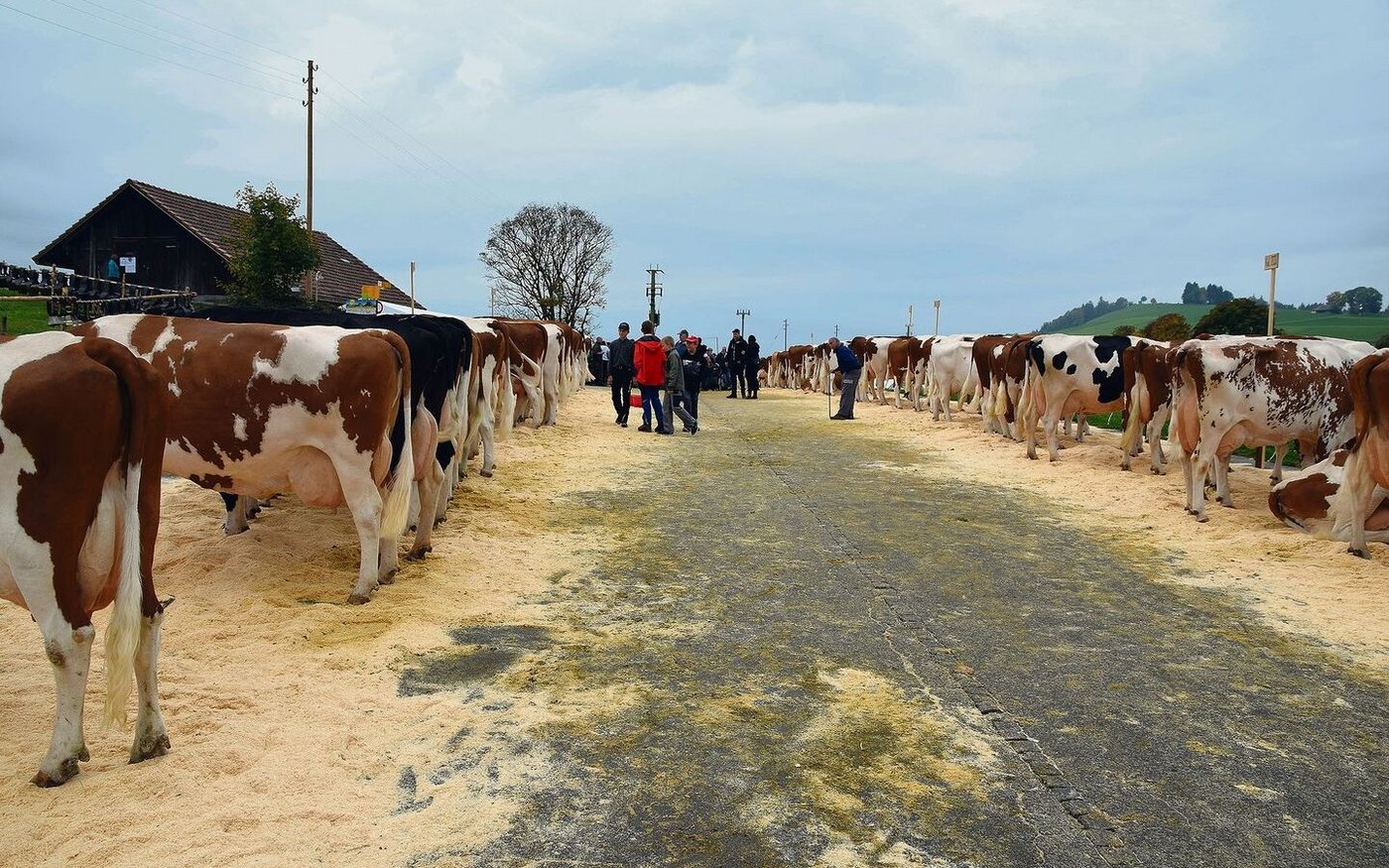 Gut 100 Kühe wurden aufgeführt.