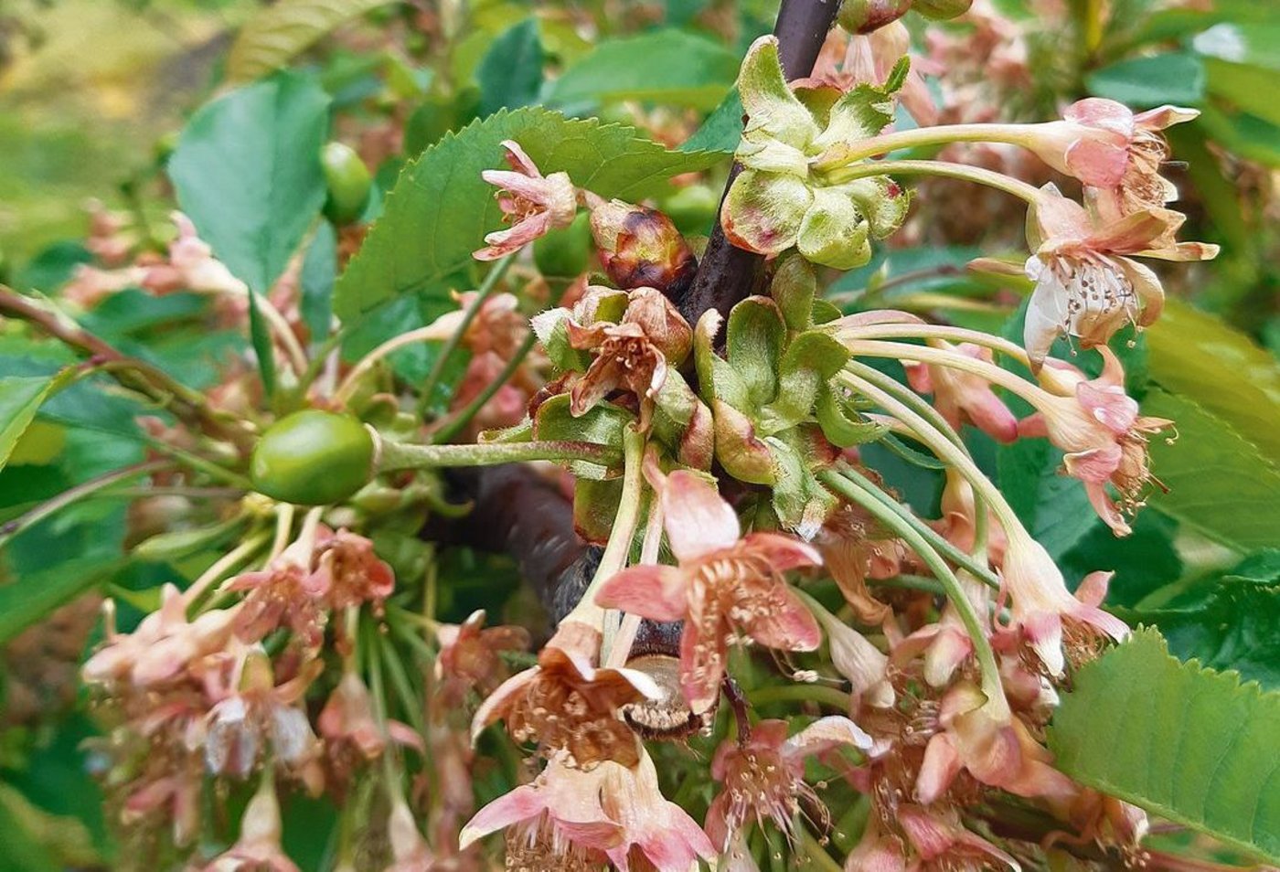 Braune Blütenbüschel an einem Kirschenast im luzernischen Kleinwangen.  (Bild Aurelia Jud)
