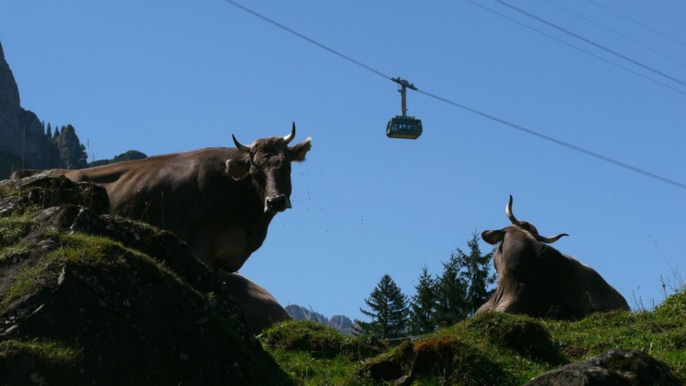 Auf der Schwägalp wird in diesen Tagen noch nicht geweidet, aber über die Probleme der Rindviehzucht diskutiert. (Bild Monika Schlatter)