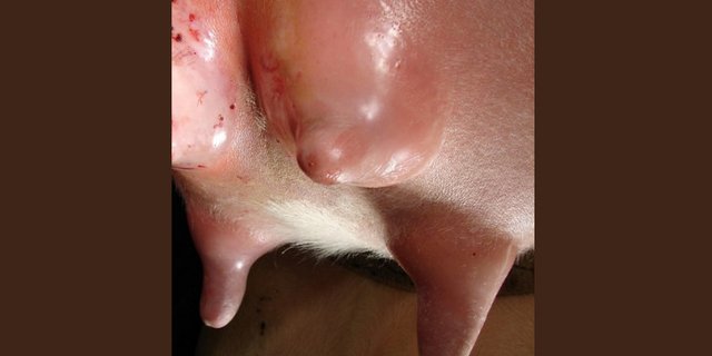 Das Euterödem ist eine Wassereinlagerung im Gewebe. Für das Tier ist es eine schmerzhafte Angelegenheit. (Bild Rindergesundheitsdienst Zürich)