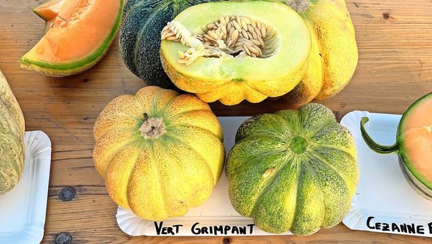 «Vert Grimpant» und «Cezanne F1» sind einige der Zuckermelonensorten, welche interessant für einen Anbau in der Schweiz sind.