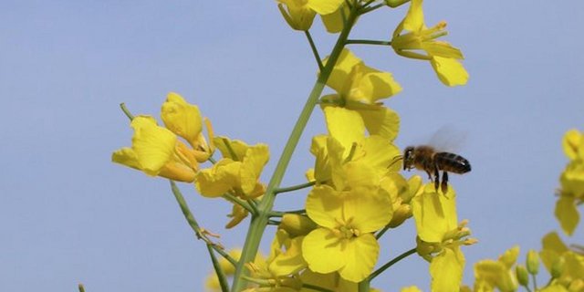 Wer Raps anbaut und zu Öl verarbeitet, kann von einem Stützungsbeitrag des Getreideproduzentenverbandes profitieren. (Bild BauZ)