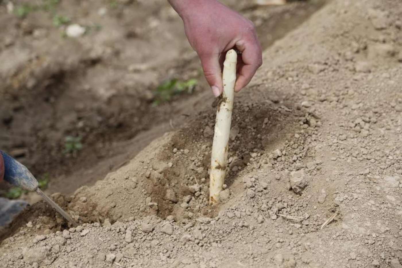 Im Vergleich zu letztem Jahr begann der Start der Spargelernte heuer zwei Wochen später. (Bild ji)