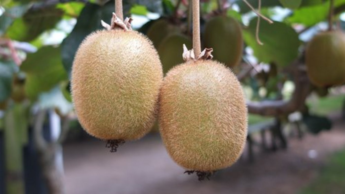 In Neuseeland werden auf knapp 11'000 Hektaren Kiwis angebaut. (Bild lid)