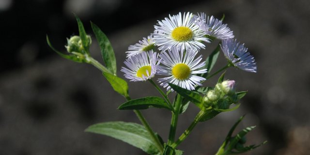 Die Wurzeln des Einjährigen Berufkrauts wachsen bis zu einem Meter tief in den Boden. Wird nur der obere Teil abgeschnitten, treibt die Pflanze wieder aus. (Bild Biodiversia)