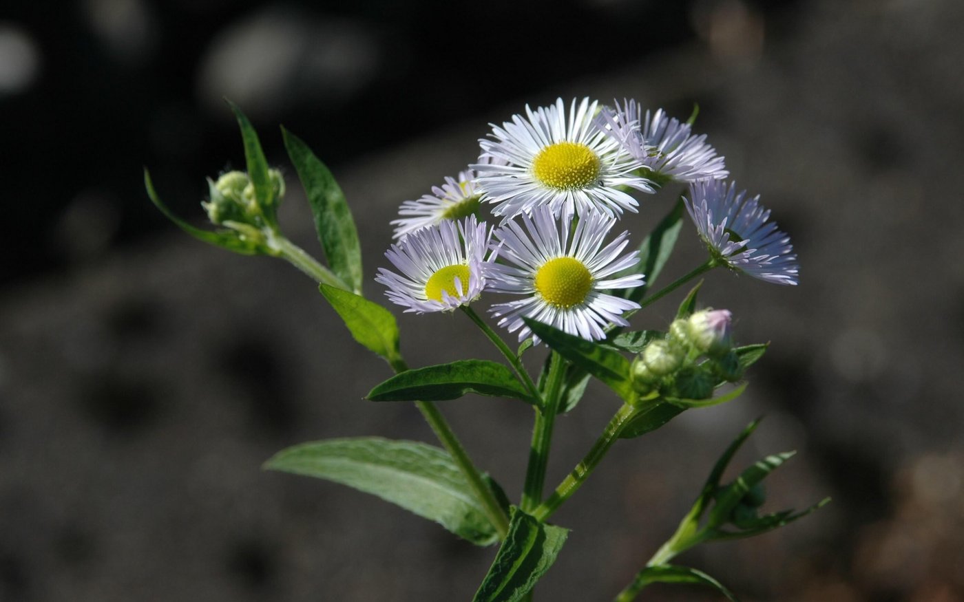 Die Wurzeln des Einjährigen Berufkrauts wachsen bis zu einem Meter tief in den Boden. Wird nur der obere Teil abgeschnitten, treibt die Pflanze wieder aus. (Bild Biodiversia)
