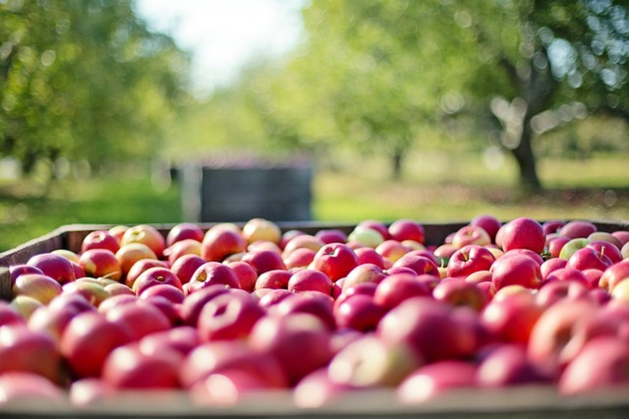136'000 Tonnen Mostäpfel wurden 2018 geerntet. (Bild Pixabay)