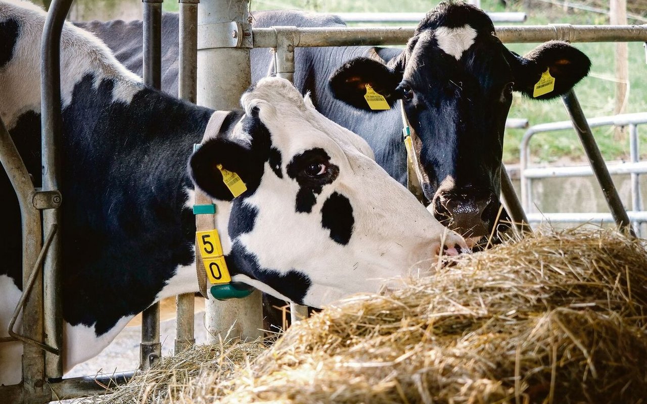 Zwei Holstein-Kühe fressen im Gitter Heu.
