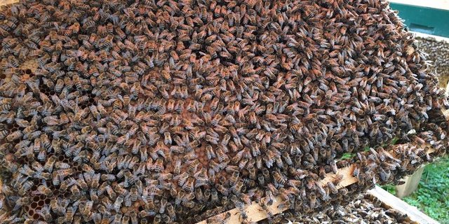 Die EU ist der zweitgrösste Honigproduzent der Welt. (Bild lid)