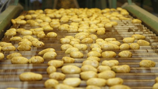 Bei den Speisekartoffeln braucht es mehr Importe. Verarbeitungskartoffeln liegen wegen der Gastronomie-Schliessungen jedoch noch viele im Lager. (Bild lid) 