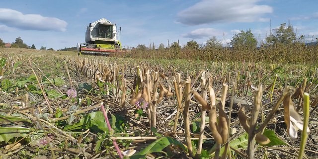 Ein zu hoher Schnitt, eine unsorgfältige Ernte oder ein unebener Boden kann zu Ernteverlusten von mehreren Dezitonnen pro Hektare führen. (Bild Matthias Klaiss)
