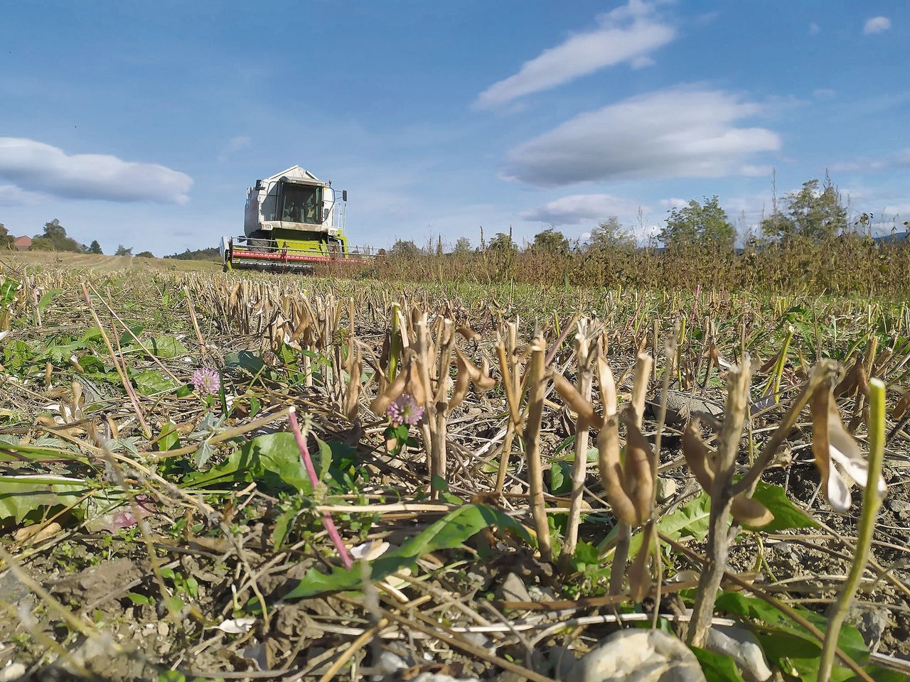 Ein zu hoher Schnitt, eine unsorgfältige Ernte oder ein unebener Boden kann zu Ernteverlusten von mehreren Dezitonnen pro Hektare führen. (Bild Matthias Klaiss)
