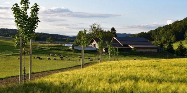 Martin Venzin hat auf dem Hof Wolfenberg ein Agroforstsystem lanciert. Der Aufwand zu Beginn ist nicht zu vernachlässigen. (Bild Martin Venzin)