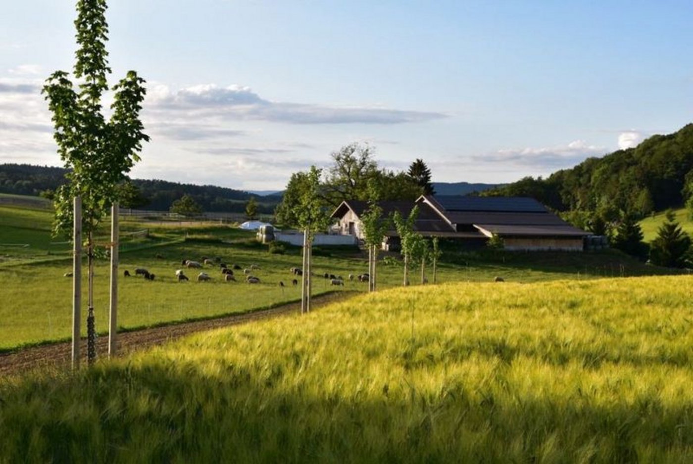Martin Venzin hat auf dem Hof Wolfenberg ein Agroforstsystem lanciert. Der Aufwand zu Beginn ist nicht zu vernachlässigen. (Bild Martin Venzin)