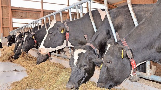 Die notwendige Ergänzung der Ration mit teurem Eiweissfutter muss sich am Milchharnstoffgehalt orientieren.