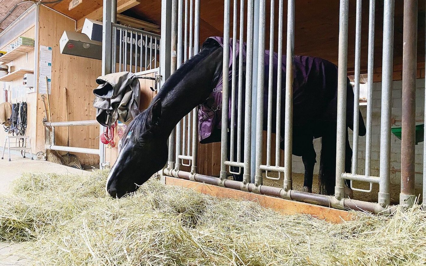 Der Sternenhof ist für die Auszeichnung «Der Gute Stall» angemeldet. Die Pferde geniessen einen hohen Tierwohlstandard.