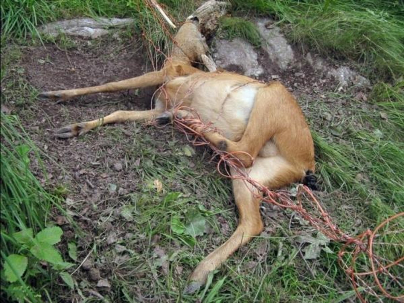 Dieses Tier ist von Kopf bis Fuss verheddert. (Bild zvg)