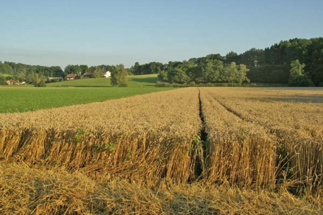 Statistik-Buch zur Landwirtschaft 2014 publiziert - bauernzeitung.ch