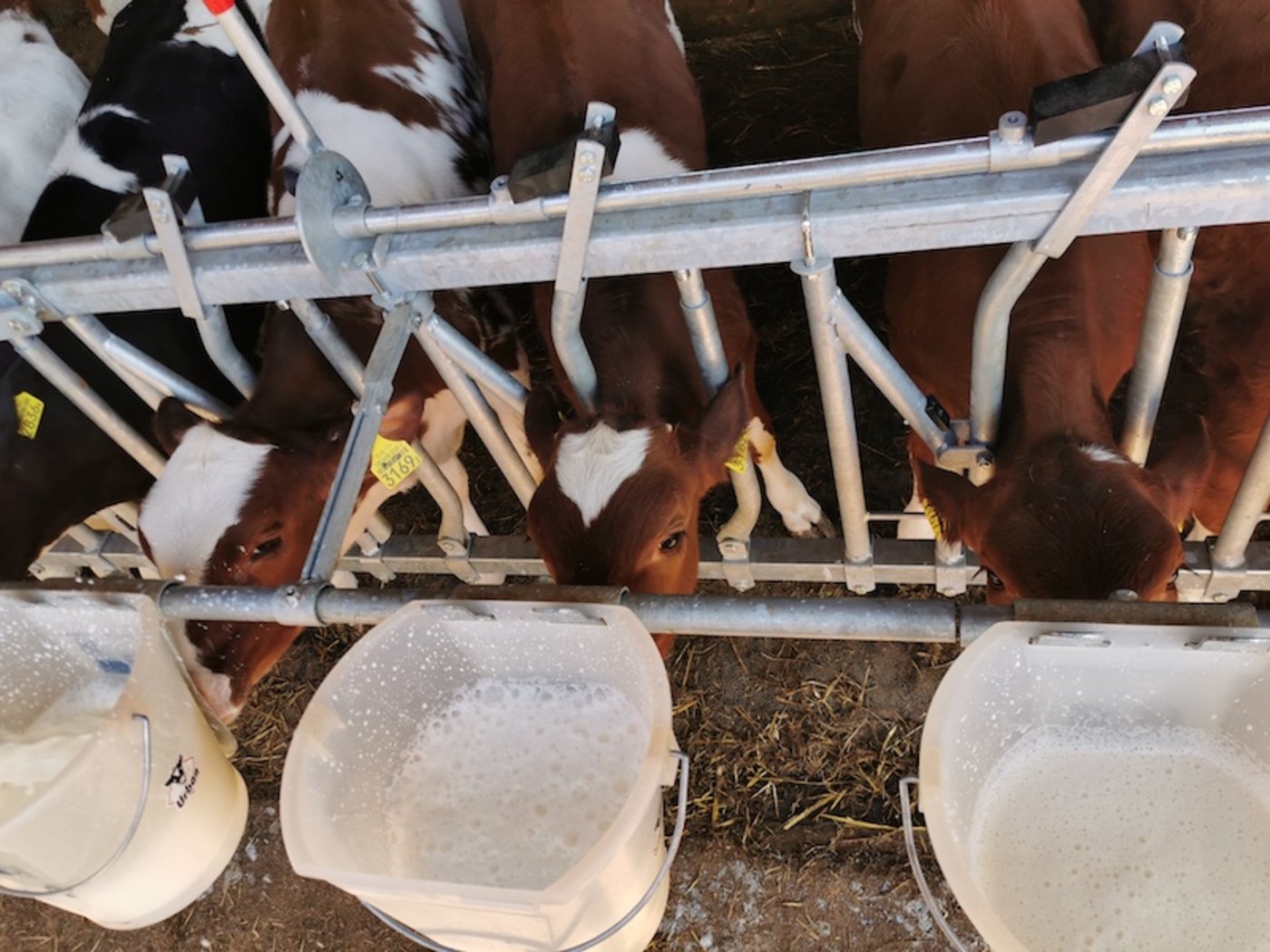 In der Milch wird Blackentee von den Kälbern gut getrunken. (Bild sb)