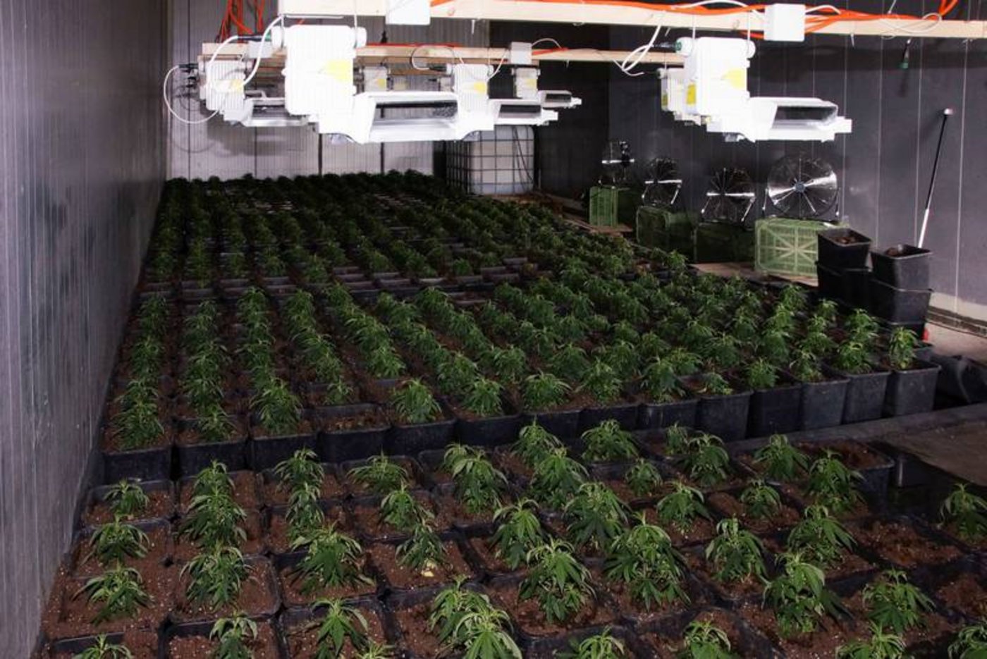 Für den Ernteausfall erhält der Besitzer von der Staatsanwaltschaft eine Entschädigung von 1000 Franken. (Bild zVg)