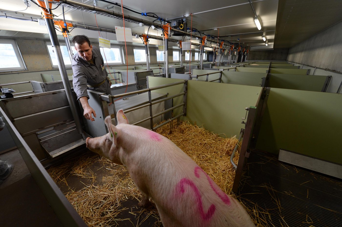 Muttersauen haben in den 7,5 m2-Buchten genug Platz für verschiedene Bedürfnisse und organisieren ihren Lebensraum für verschiedene Tätigkeiten: Sie können sich frei drehen, säugen die Jungen, liegen am einen Ort, fressen und koten woanders.