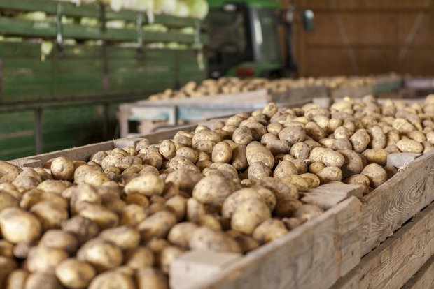 Der Wirkstoff Chlorpropham hemmt bei den Lagerkartoffeln die Keimproduktion. (Bild Fotolia)