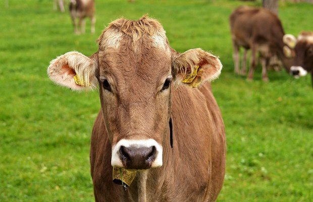 International gibt es andere Quellen für Methan. In der Schweiz hingegen sind Nutztiere die Hauptquelle für dieses Treibhausgas. (Bild Pixabay)