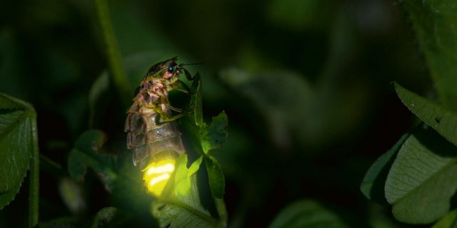 Leuchtendes Glühwürmchen-Weibchen (Biosphoto / Stephane Vitzthum)