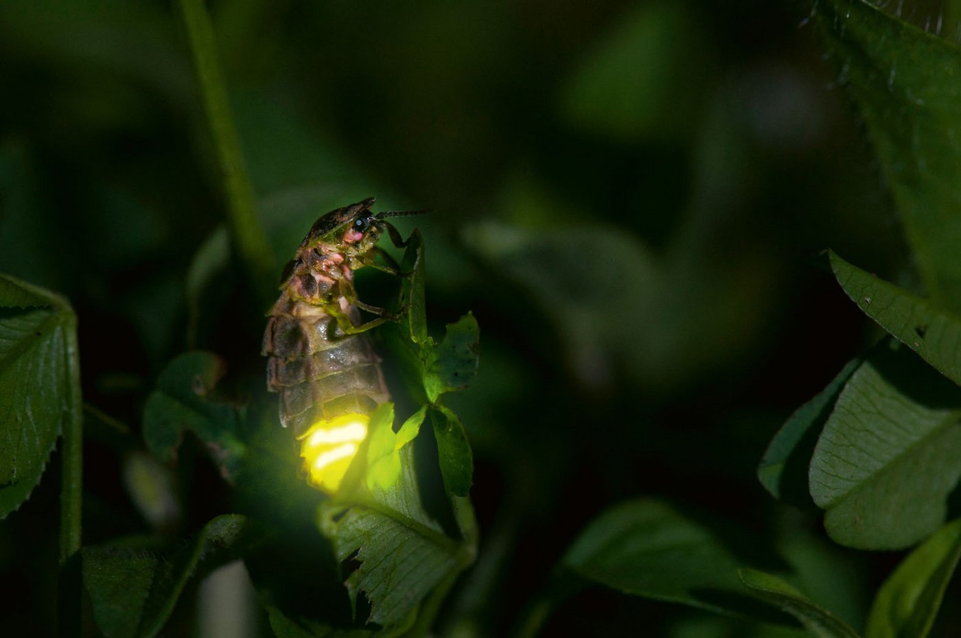 Leuchtendes Glühwürmchen-Weibchen (Biosphoto / Stephane Vitzthum)
