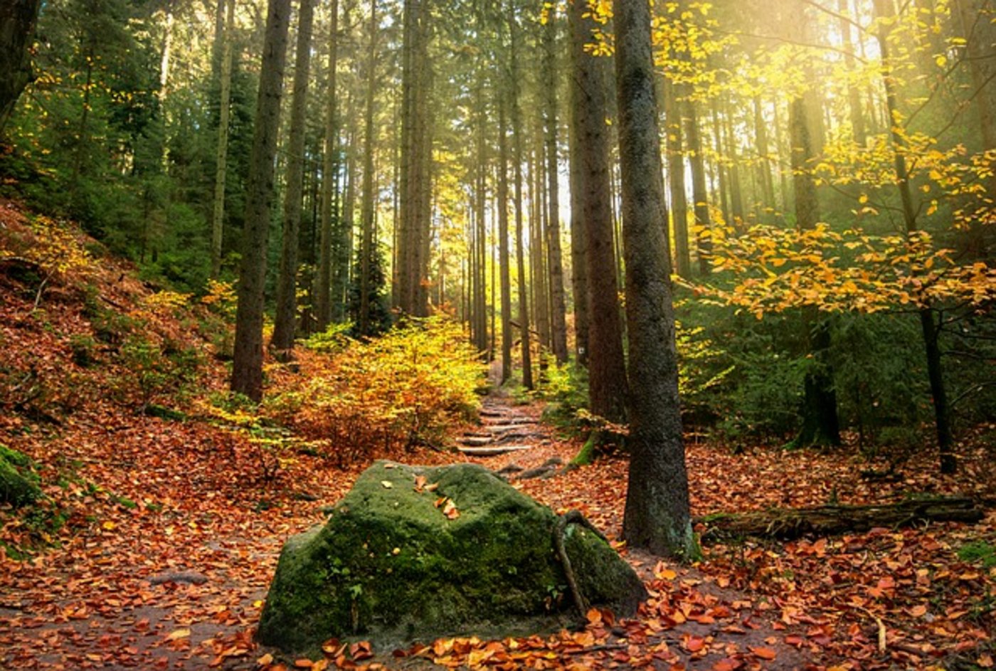 Bäume lassen Blätter diesen Herbst früher fallen. (Bild Pixabay)