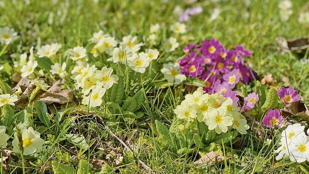 Die Primeln gehören zu den ersten Blumen, die die Frühlingssonne zum Blühen bringt. Von den rund 500 verschiedenen Primelarten wachsen die allermeisten auf der Nordhalbkugel.