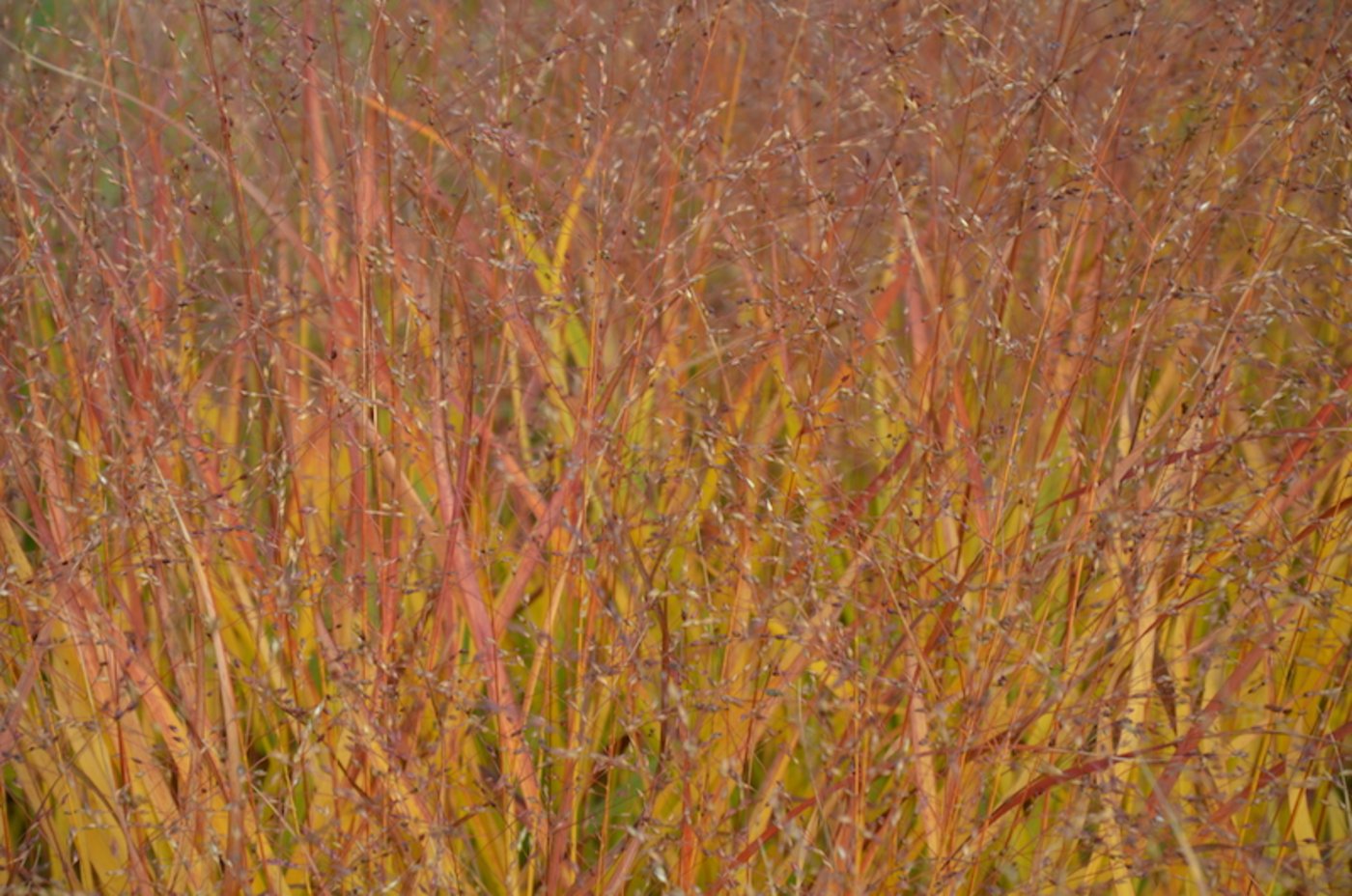 Filigran und rotlaubig: die Rutenhirse (Panicum virgatum) 'Rotstrahlbusch'.