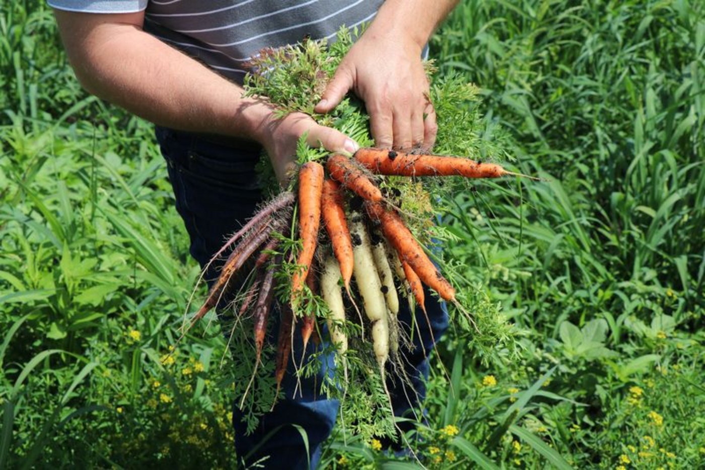 Die farbigen Rüebli erinnnern an einen bunten Blumenstrauss. (Bild as)