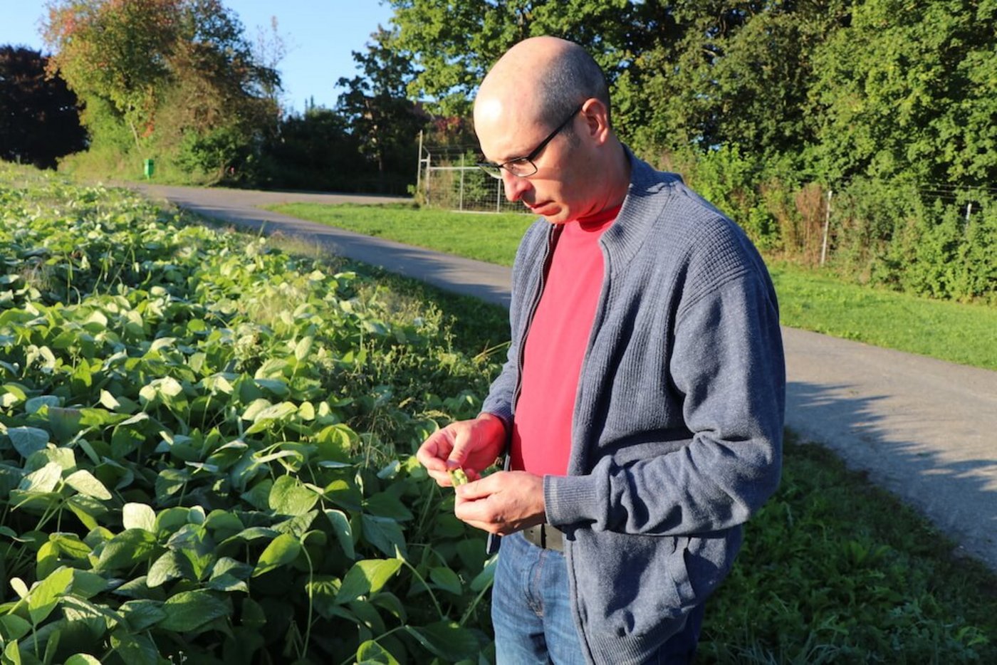 Biobauer Klaus Böhler prüft auf dem Sojafeld den Reifegrad seiner Edamame. (Bilder lid)