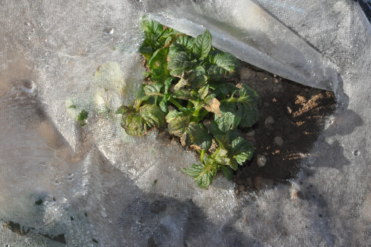 Frostschaden an einer Kartoffelpflanze bei einfacher Vliesauflage. (Bild René Total, Agroscope)