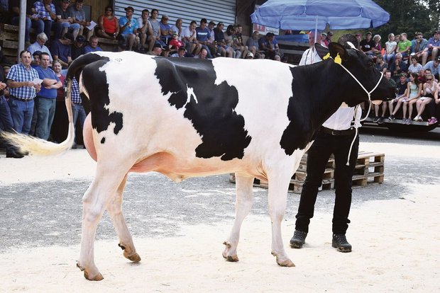 Letztes Jahr löste s Letztes Jahr löste sie den Spitzenpreis von 9400 Franken: das frisch abgekalbte Rind Terreaux Rambo Liberia.