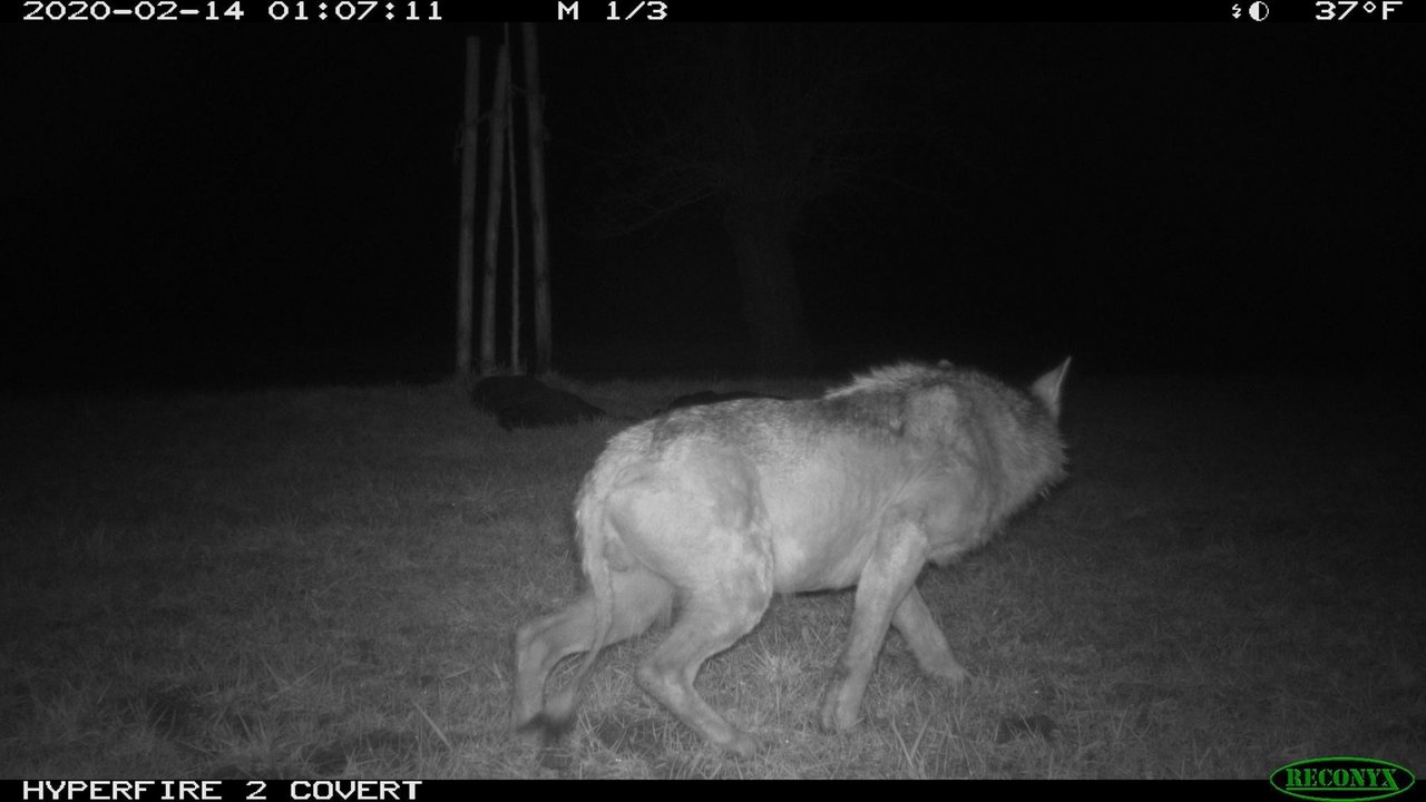 Weil der Wolf immer wieder an denselben Ort zurückkehrte, konnte er mehrmals beobachtet und fotografiert werden. (Bild zVg)