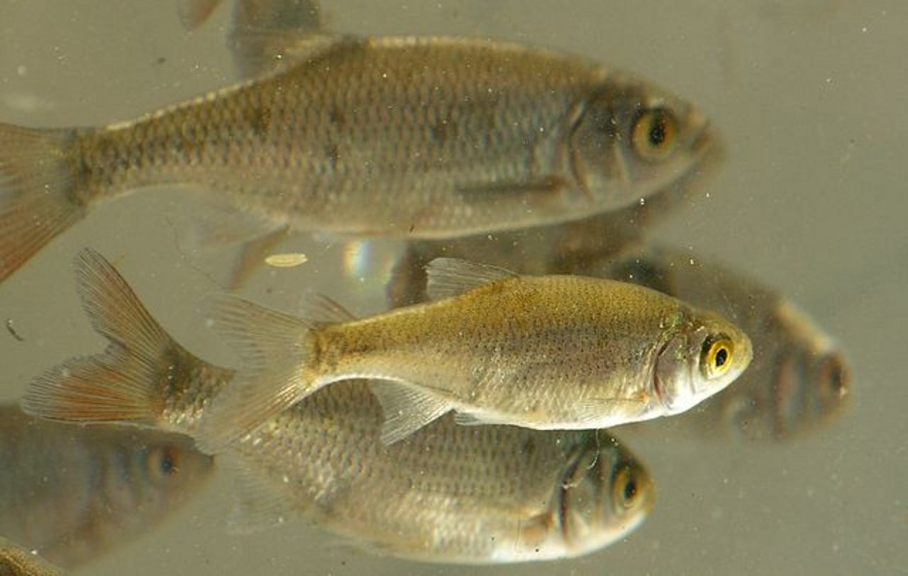 Warum die Fische sich sammelten ist noch unklar. (Symbolbild I, Viridiflavus, CC BY 2.5, https://commons.wikimedia.org/w/index.php?curid=2352096)
