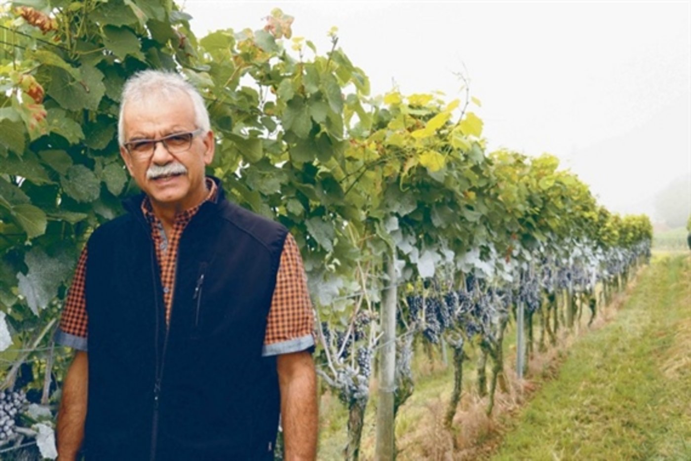 Kaolin (Steinmehl) kann Trauben schützen, hier auf dem Betrieb von Markus Frei in Uesslingen TG. (Archivbild chw)