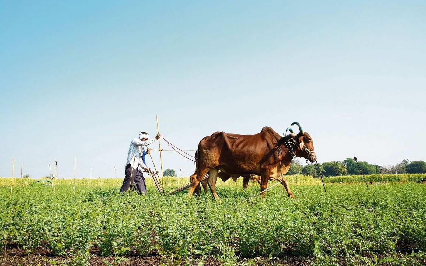 Viel Feldarbeit wird in Indien noch ohne Maschinen bewältigt. Deren Ankauf wäre zu teuer. Denn viele der Kleinbauern bewirtschaften nur zwei bis vier Hektaren Land.
