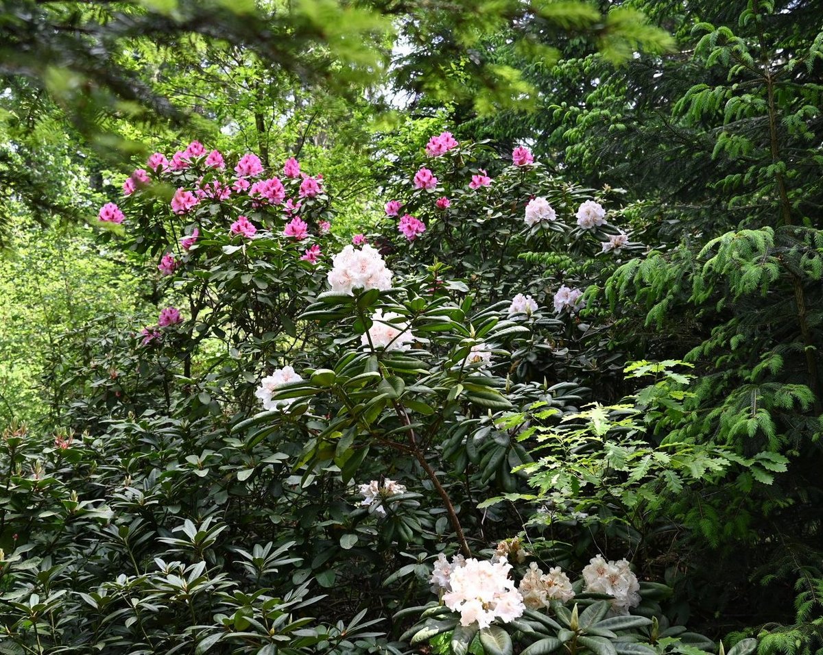 schefflera arboricola plant Arboricola