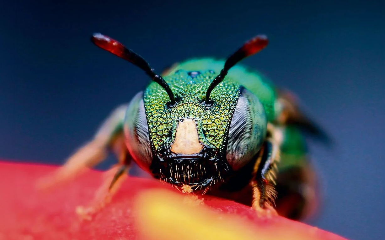 Warum sammeln Prachtbienen Duftstoffe? 