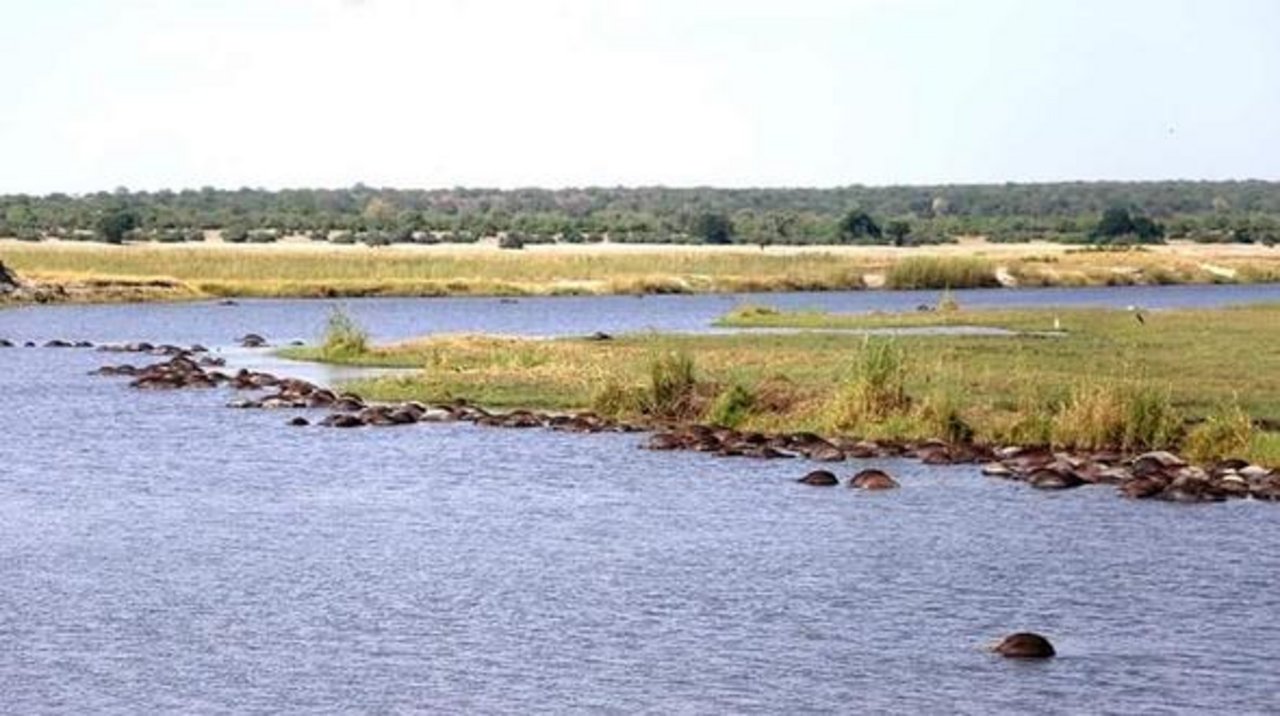 Im Fluss liegen die leblosen Büffel. Die Herde wollte sich offenbar mit einer Überquerung des Chobe-Flusses von Botsuana nach Namibia in Sicherheit bringen. (Bild Facebook/Serondela Lodge)