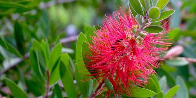 Es sollen 50 «Zylinderputzer» an Privatpersonen verkauft worden sein, an deren Wurzeln Riperisella hibisci leben. (Bild Couleur / Pixabay)