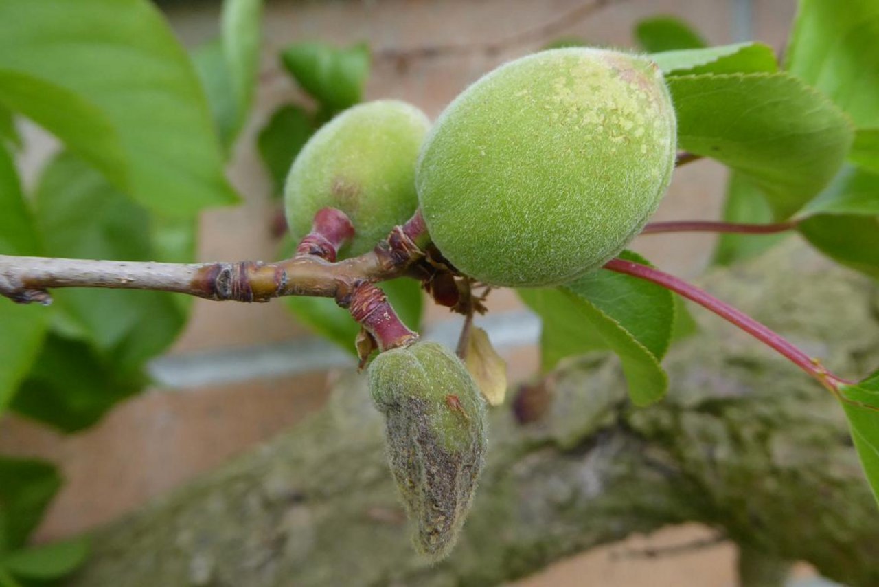 Ebenso sind die Aprikosen (sogar an der Hauswand) stark beeinträchtigt worden, im Bild unten ist eine abgestorbene Frucht sichtbar. (Bild Andreas Walker)
