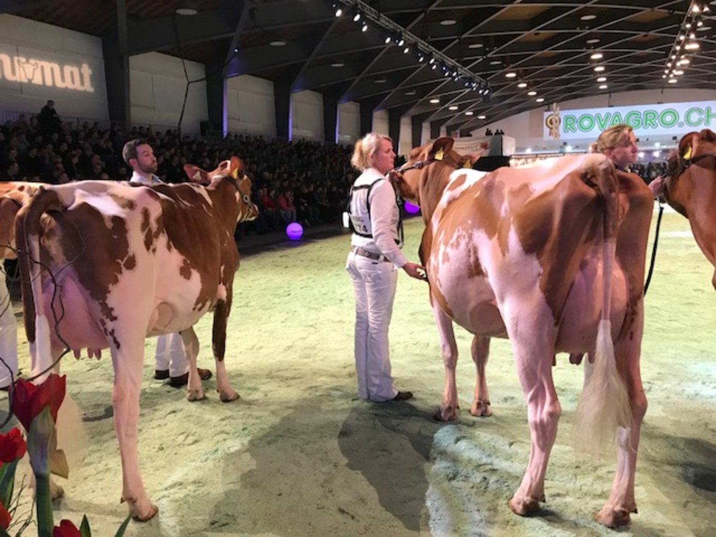 Einfrau-Firma: Erica Rijneveld im Ring der Swiss Expo. (Bild akr)
