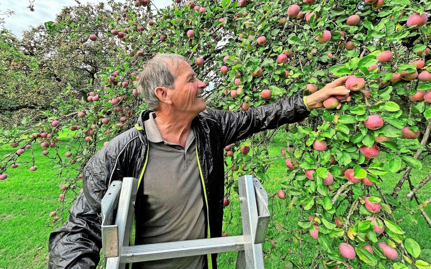 Peter Zahner pflückt einen Sauergrauech. Diese Apfelsorte gehört zu den Spezialsorten, die sich besonders für die Mostherstellung eignen. 