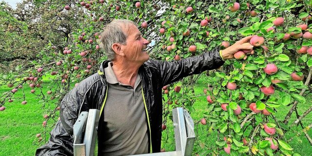 Peter Zahner pflückt einen Sauergrauech. Diese Apfelsorte gehört zu den Spezialsorten, die sich besonders für die Mostherstellung eignen. 